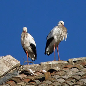 Church roof-nesting White Storks - Ciconia ciconia © John Muddeman